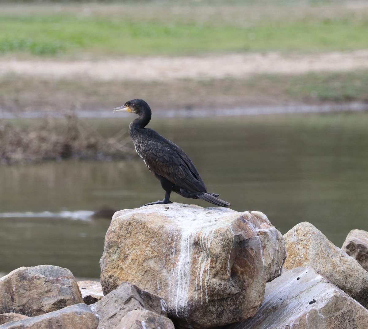 Great Cormorant - ML630975617