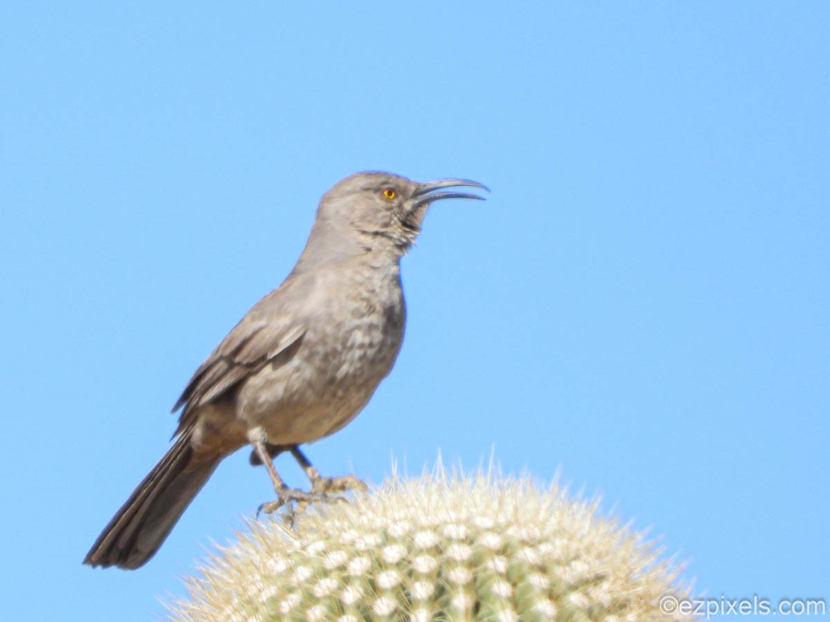 Curve-billed Thrasher - ML630975627