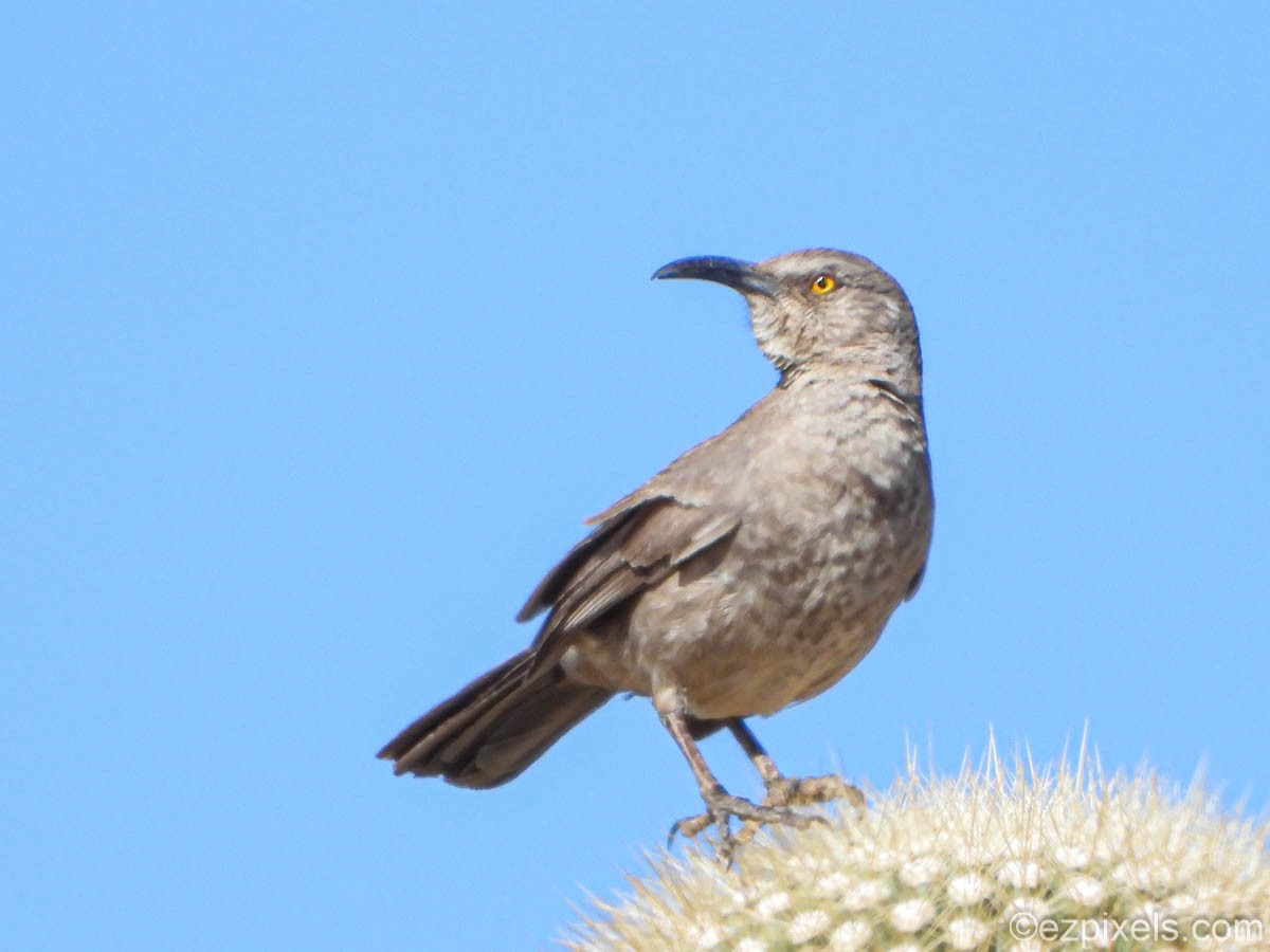 Curve-billed Thrasher - ML630975628
