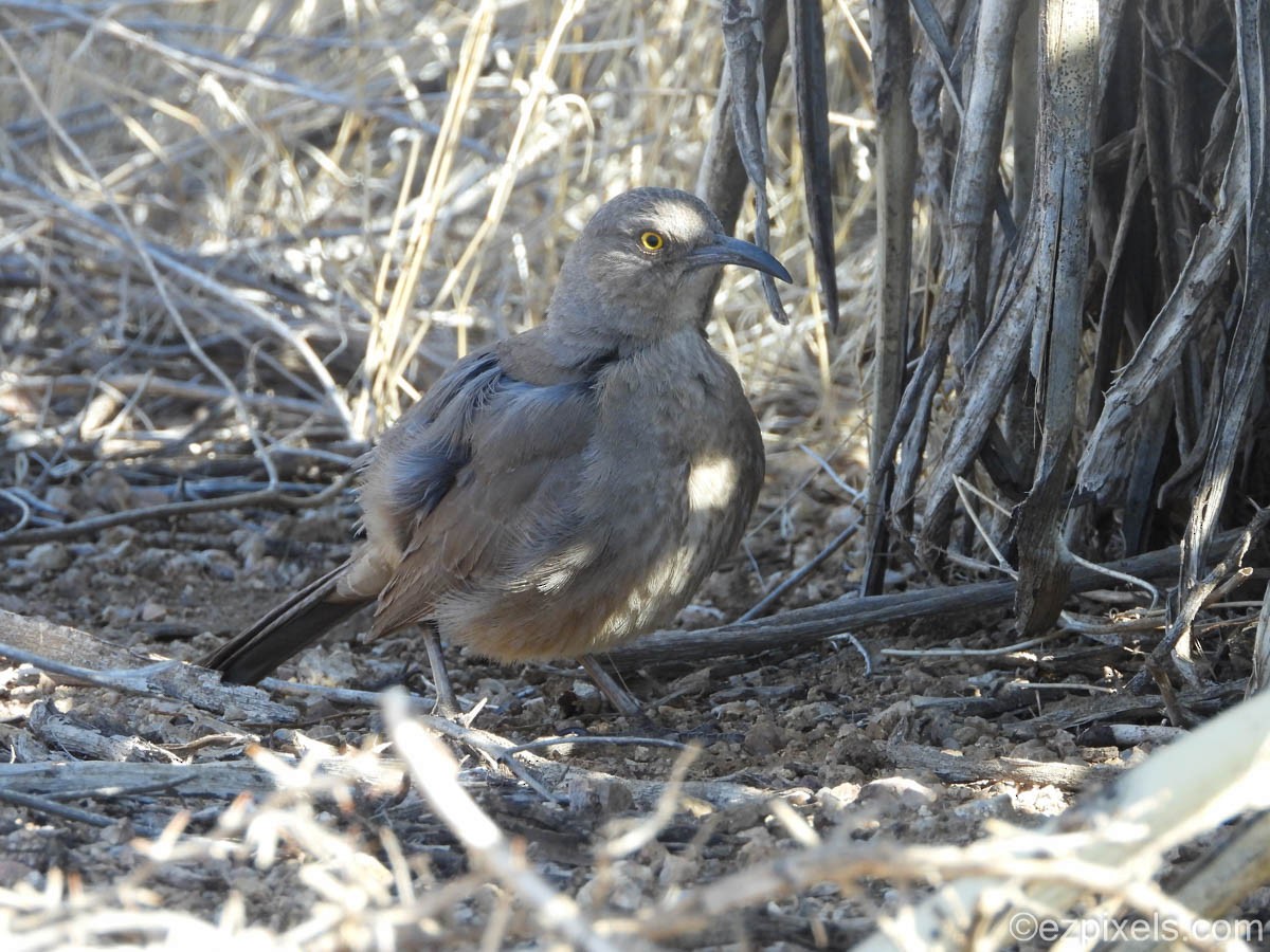 Curve-billed Thrasher - ML630975629