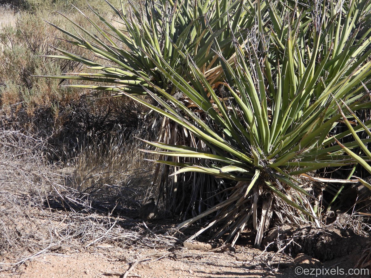 Curve-billed Thrasher - ML630975630
