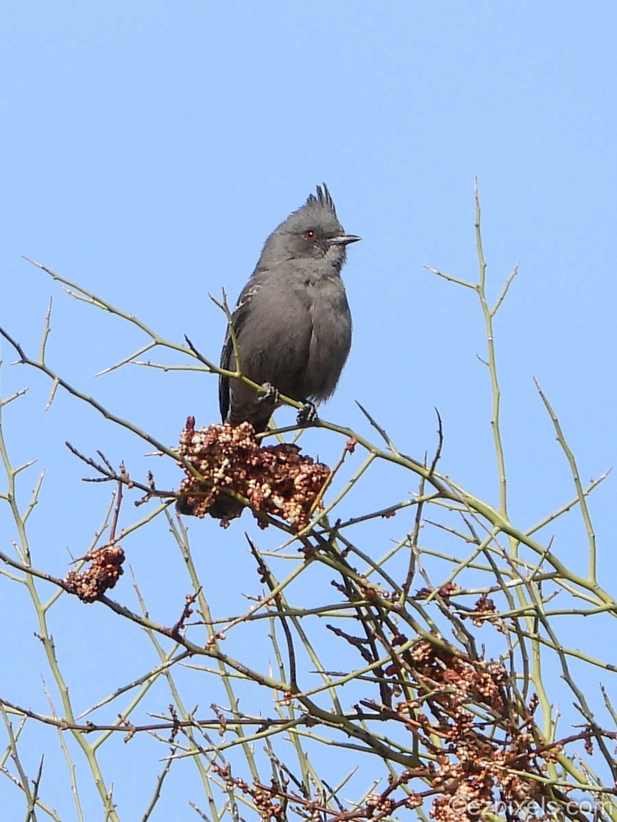 Phainopepla - ML630975649