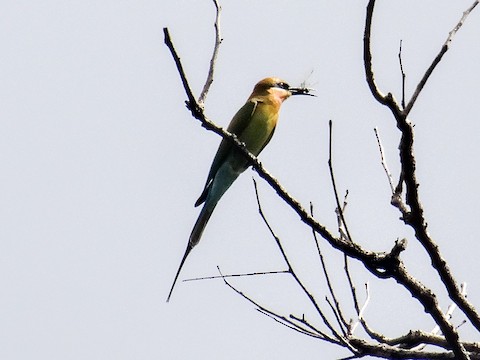 Media Search - Macaulay Library and eBird