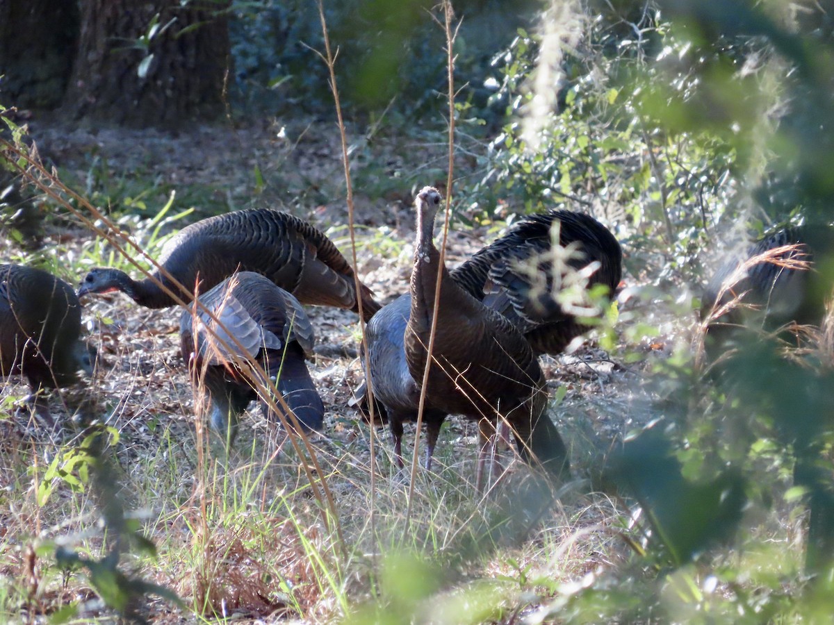 Wild Turkey - ML630975900