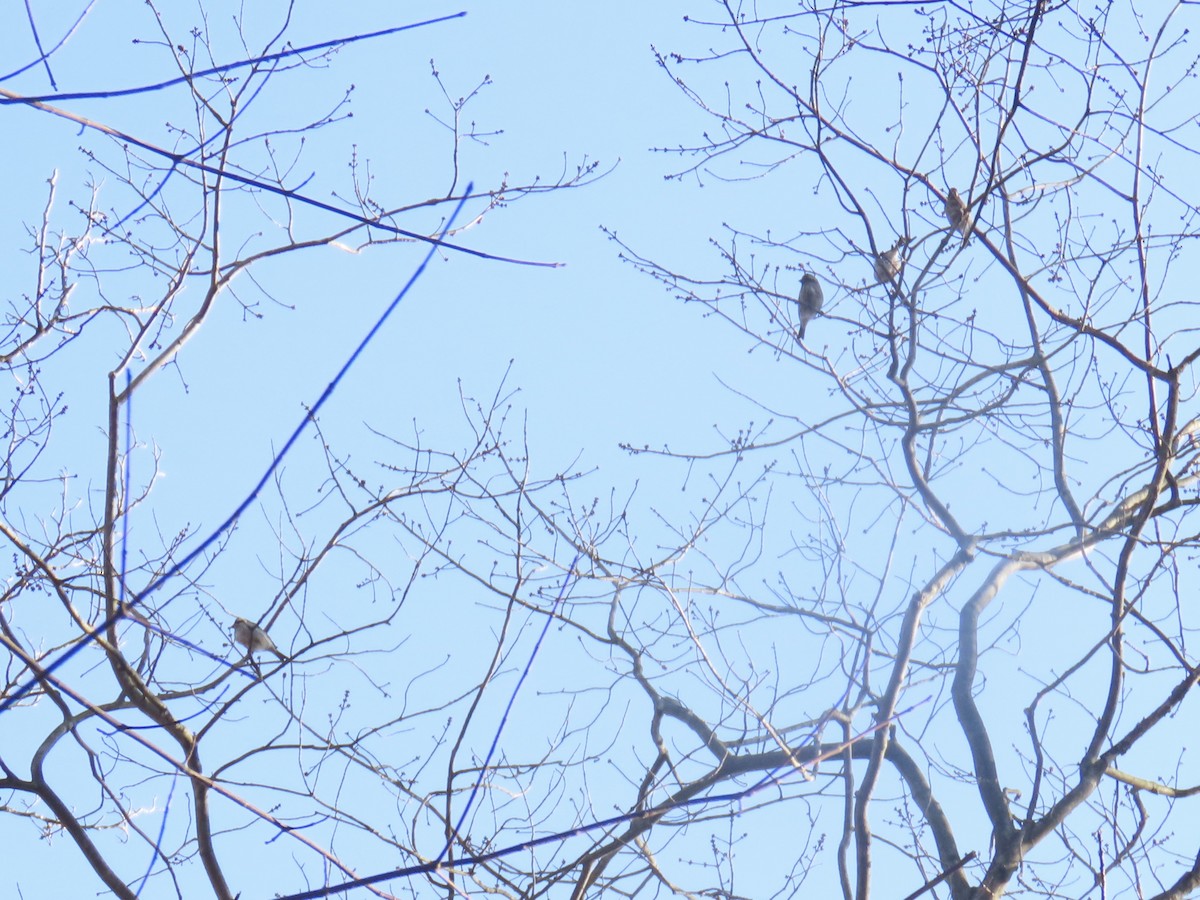 Purple Finch (Eastern) - ML630975956
