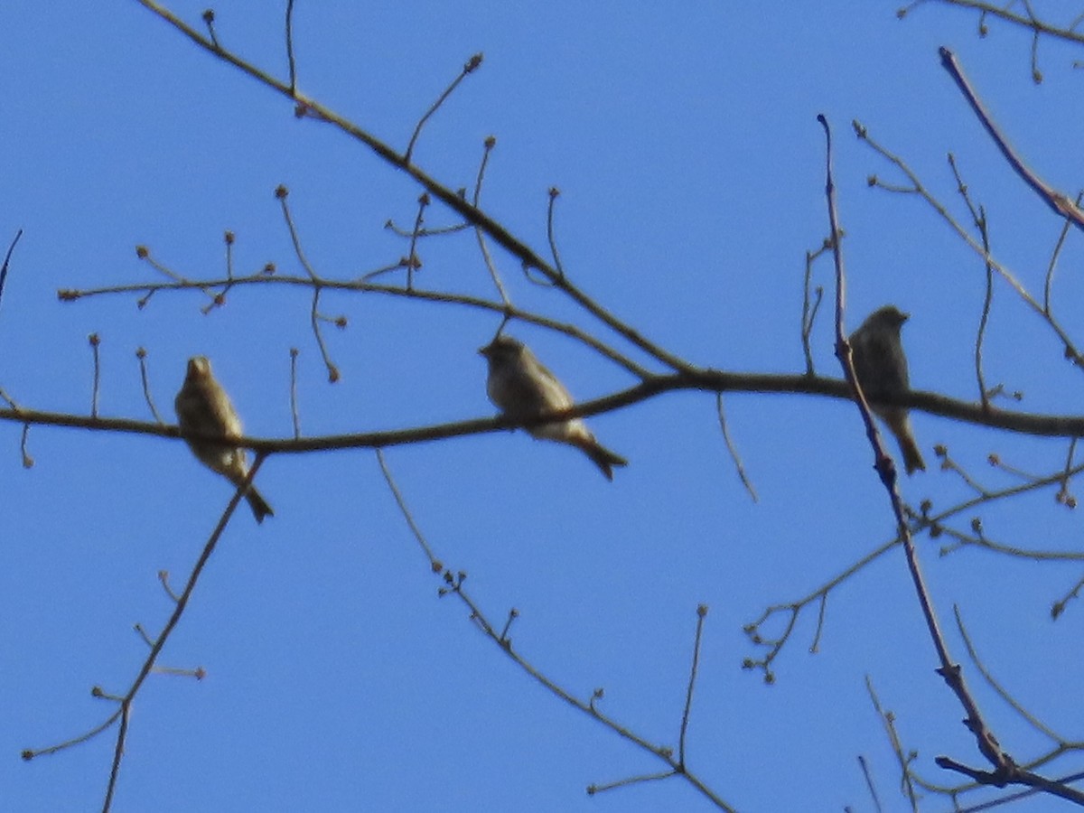 Purple Finch (Eastern) - ML630975960