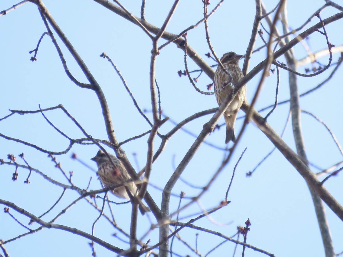 Purple Finch (Eastern) - ML630975961