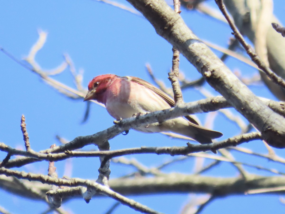 Purple Finch (Eastern) - ML630975969