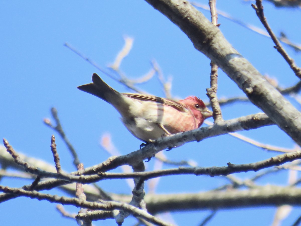 Purple Finch (Eastern) - ML630975970