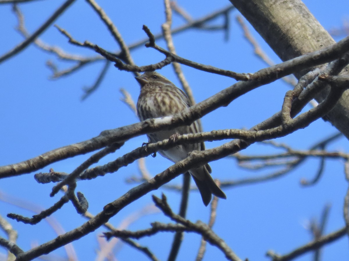 Purple Finch (Eastern) - ML630975982