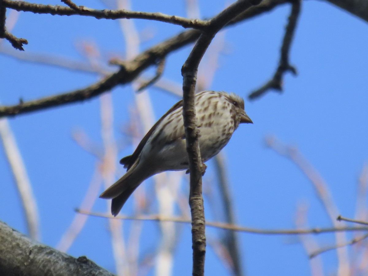 Purple Finch (Eastern) - ML630975983