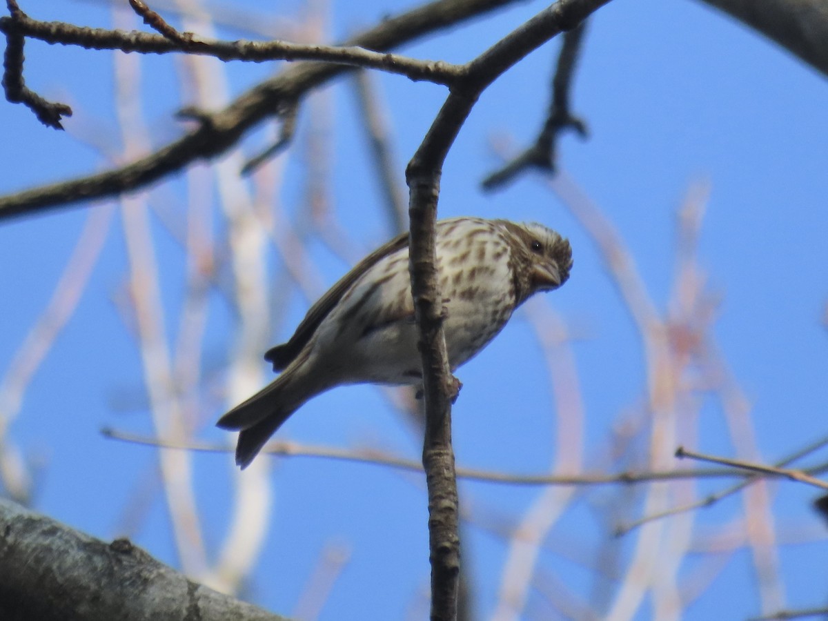 Purple Finch (Eastern) - ML630975984