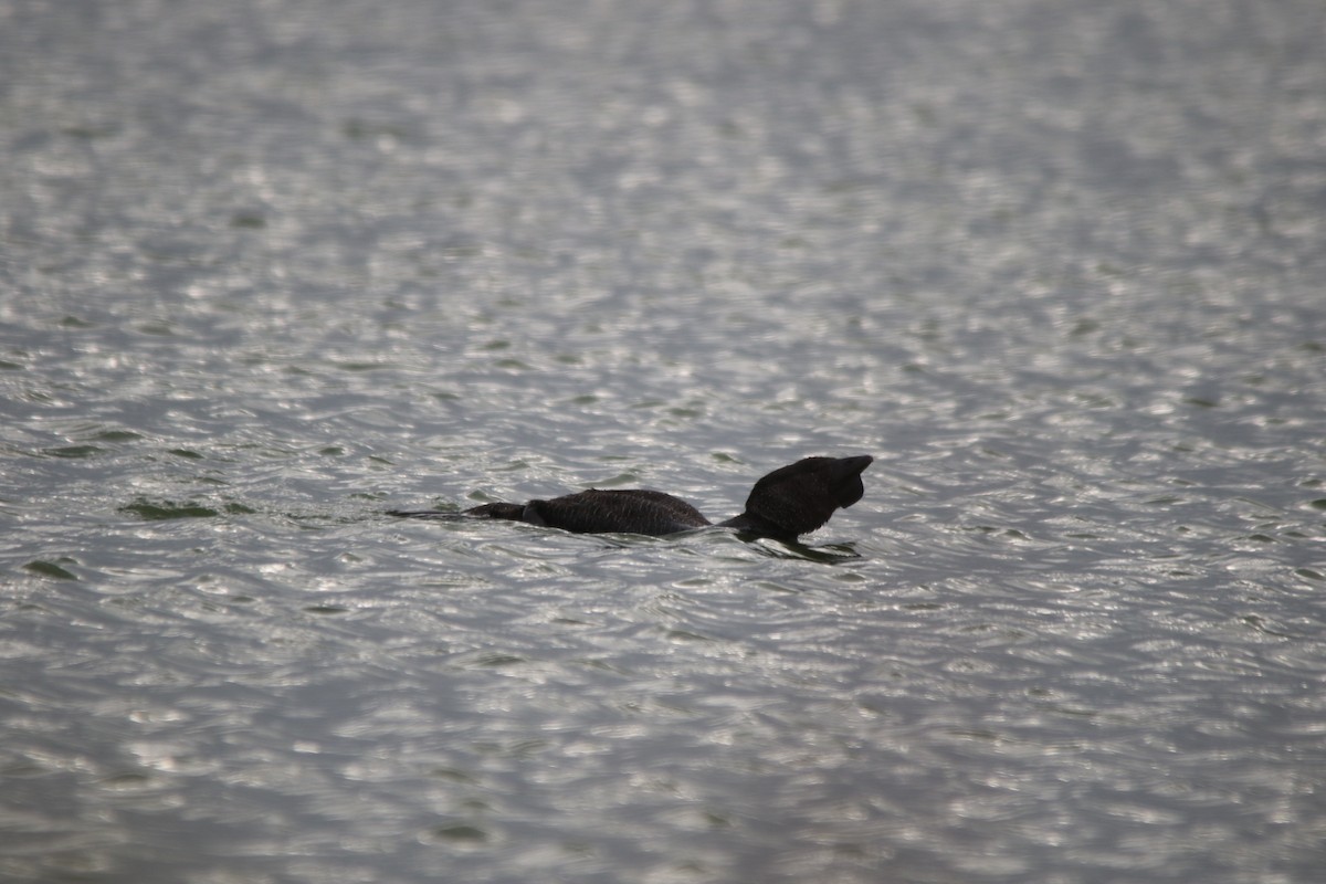 Musk Duck - ML630976079