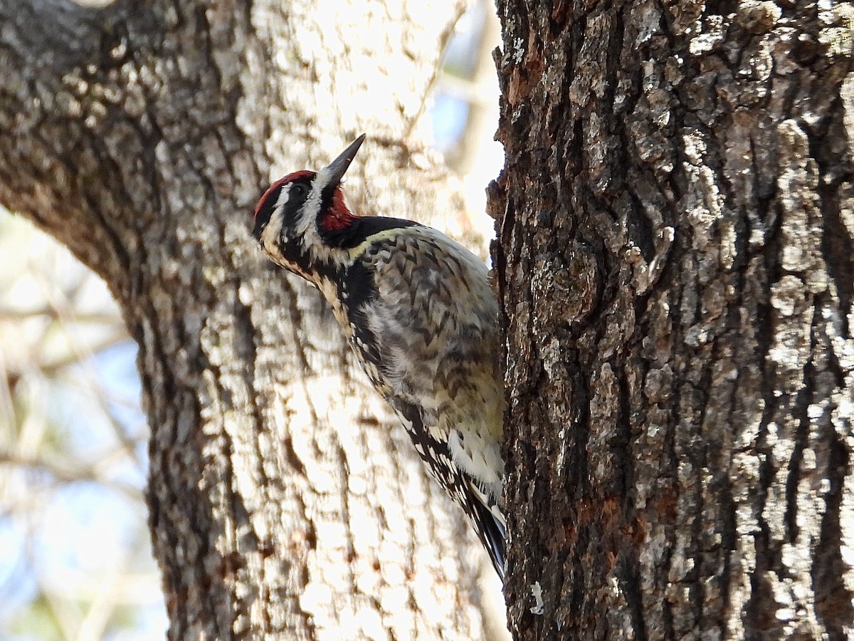 Yellow-bellied Sapsucker - ML630976086