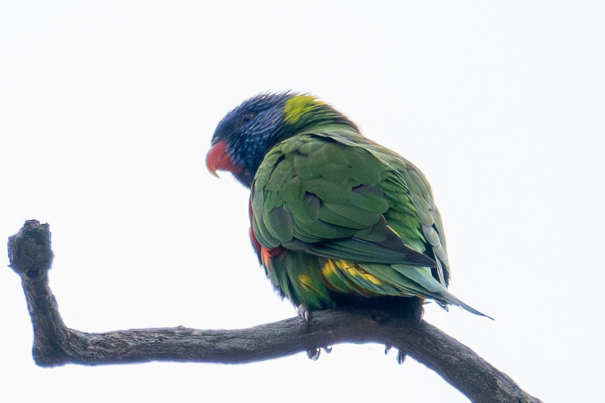 Rainbow Lorikeet - ML630976284