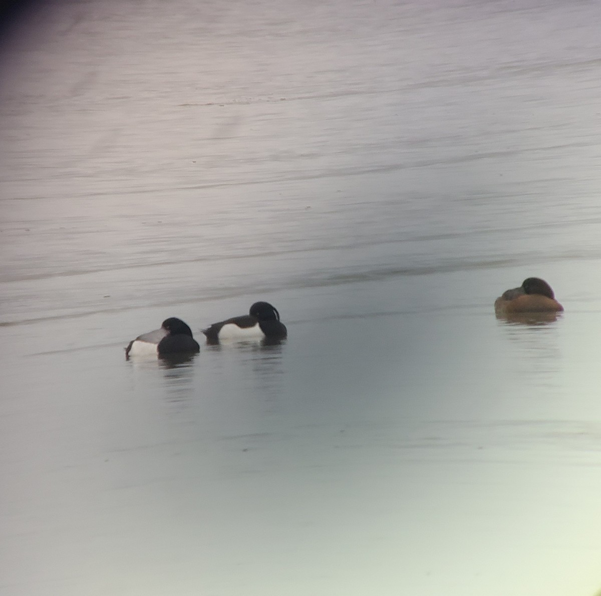 Tufted Duck - ML630976392