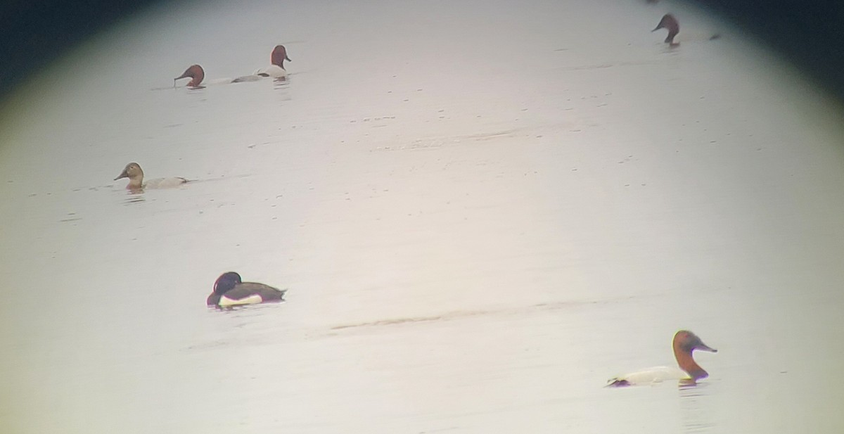 Tufted Duck - ML630976404