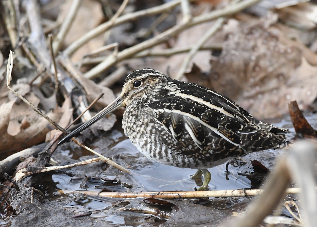 Wilson's Snipe - ML630976411