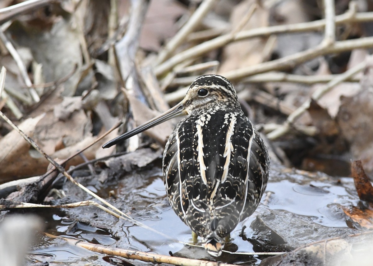 Wilson's Snipe - ML630976412