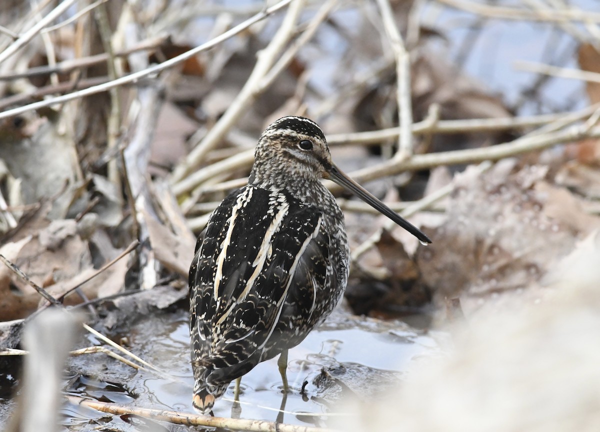 Wilson's Snipe - ML630976414