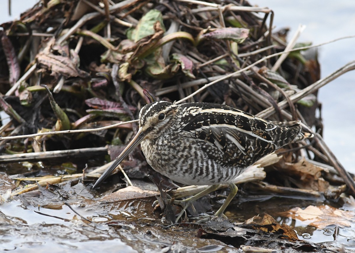 Wilson's Snipe - ML630976415