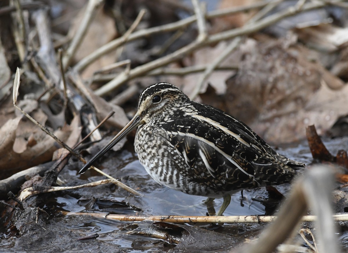 Wilson's Snipe - ML630976416