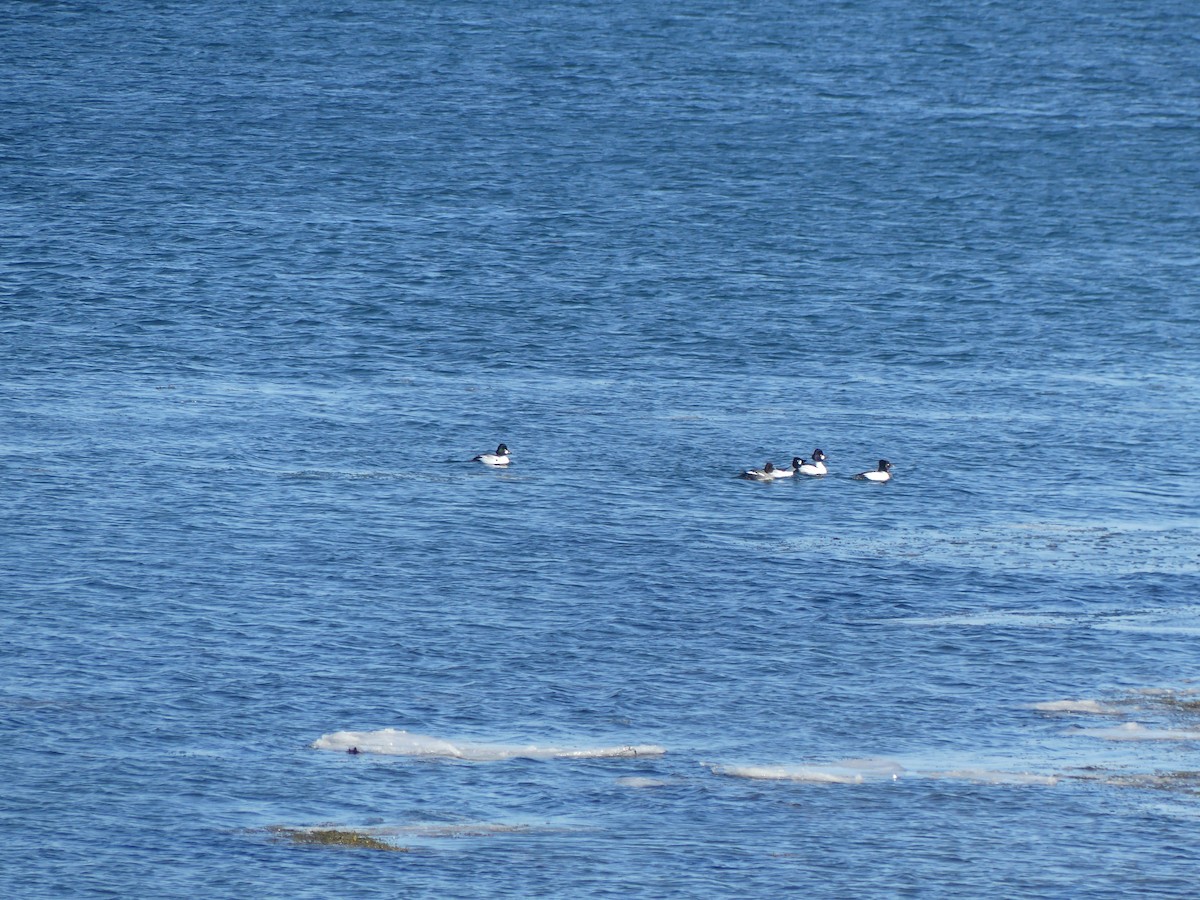 Алаг шунгаач - ML630976431