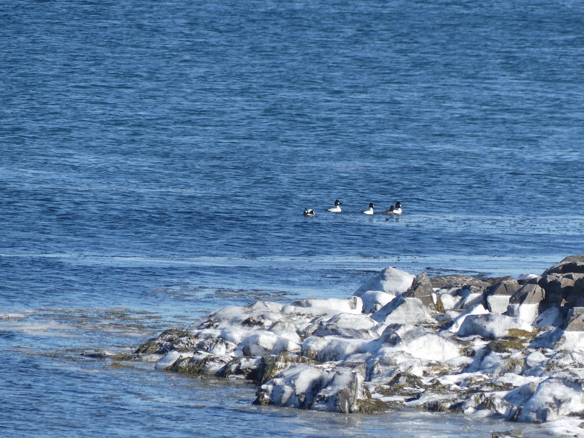 Алаг шунгаач - ML630976444