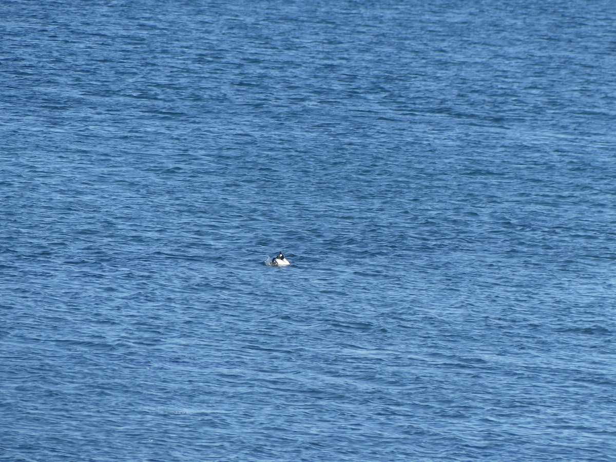 Алаг шунгаач - ML630976453