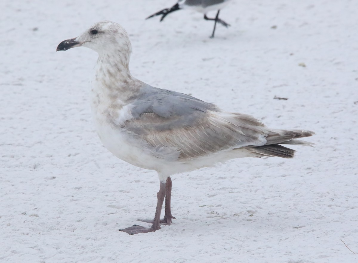 Glaucous-winged Gull - John Groskopf