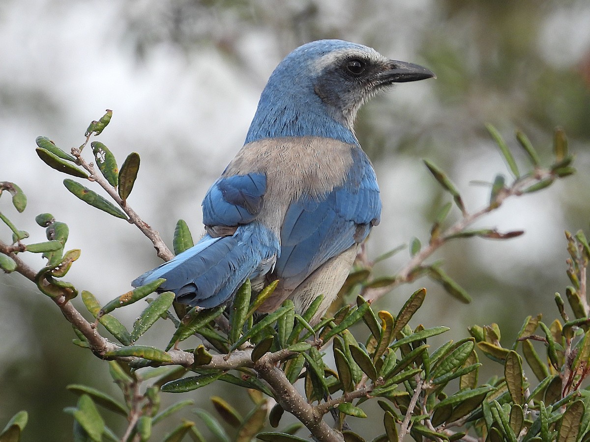Florida Scrub-Jay - ML630976894