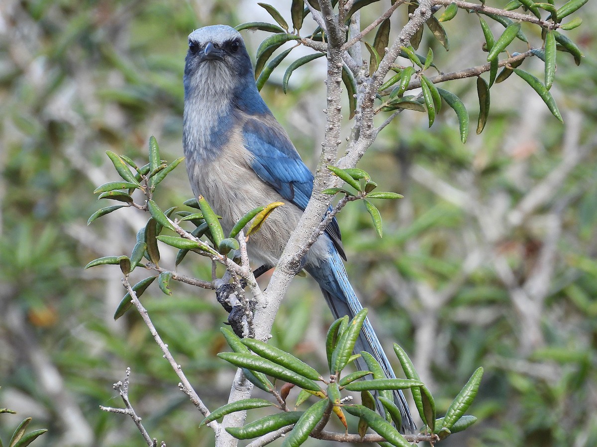 Florida Scrub-Jay - ML630976906