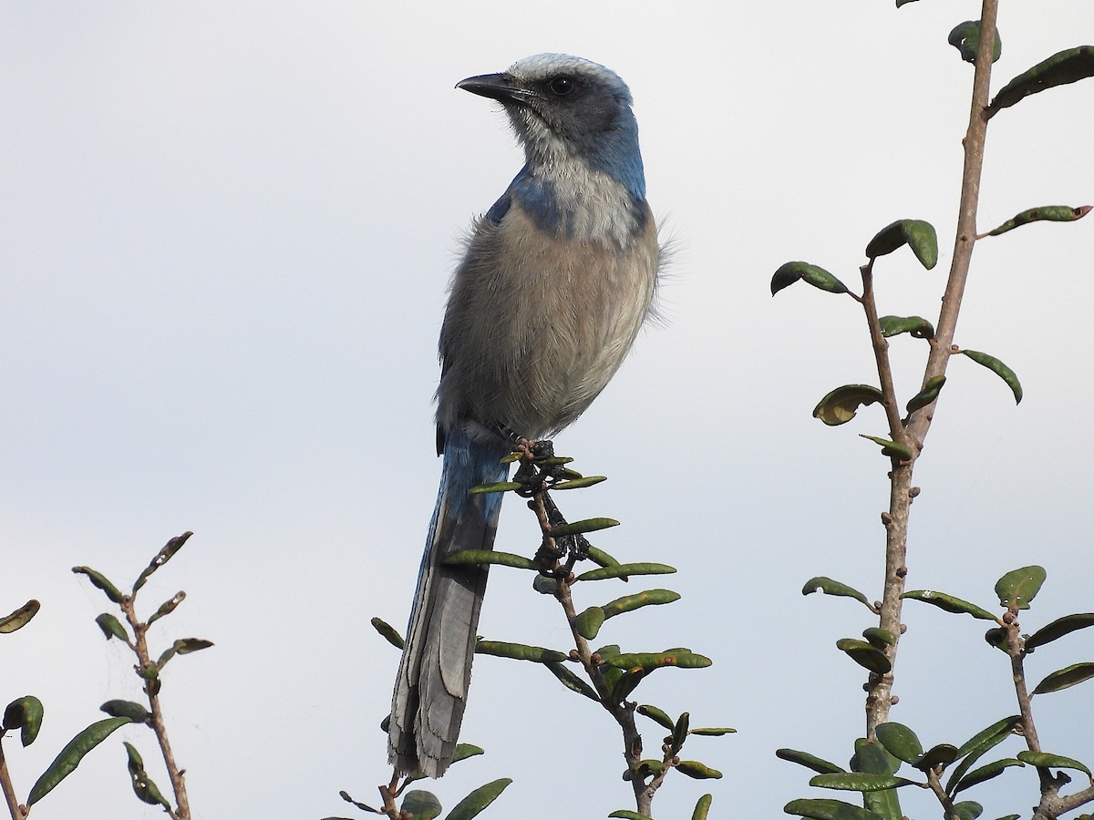 Florida Scrub-Jay - ML630976940