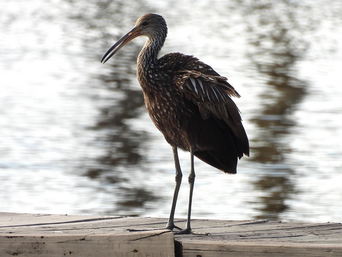 Limpkin - ML630977065
