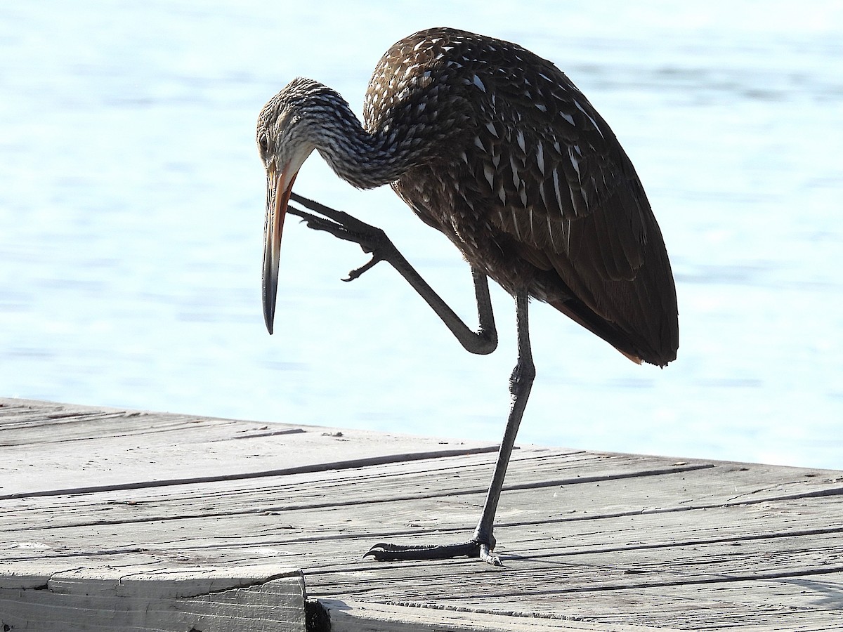 Limpkin - ML630977078