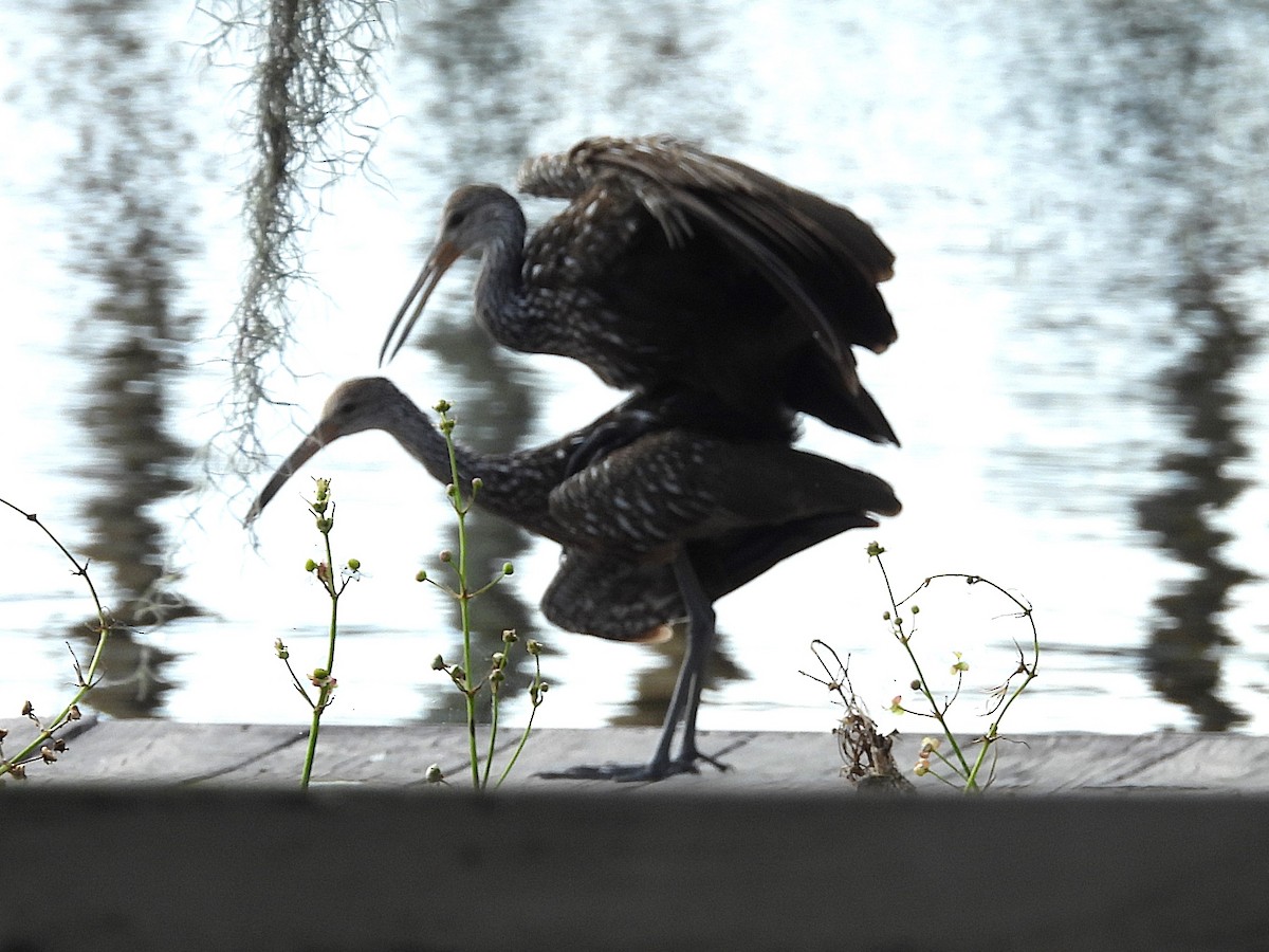 Limpkin - ML630977088