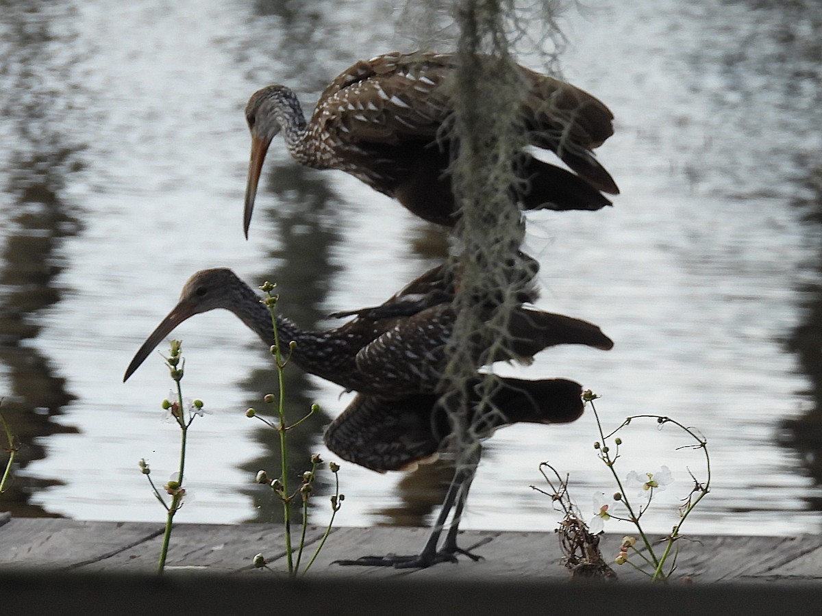 Limpkin - ML630977097