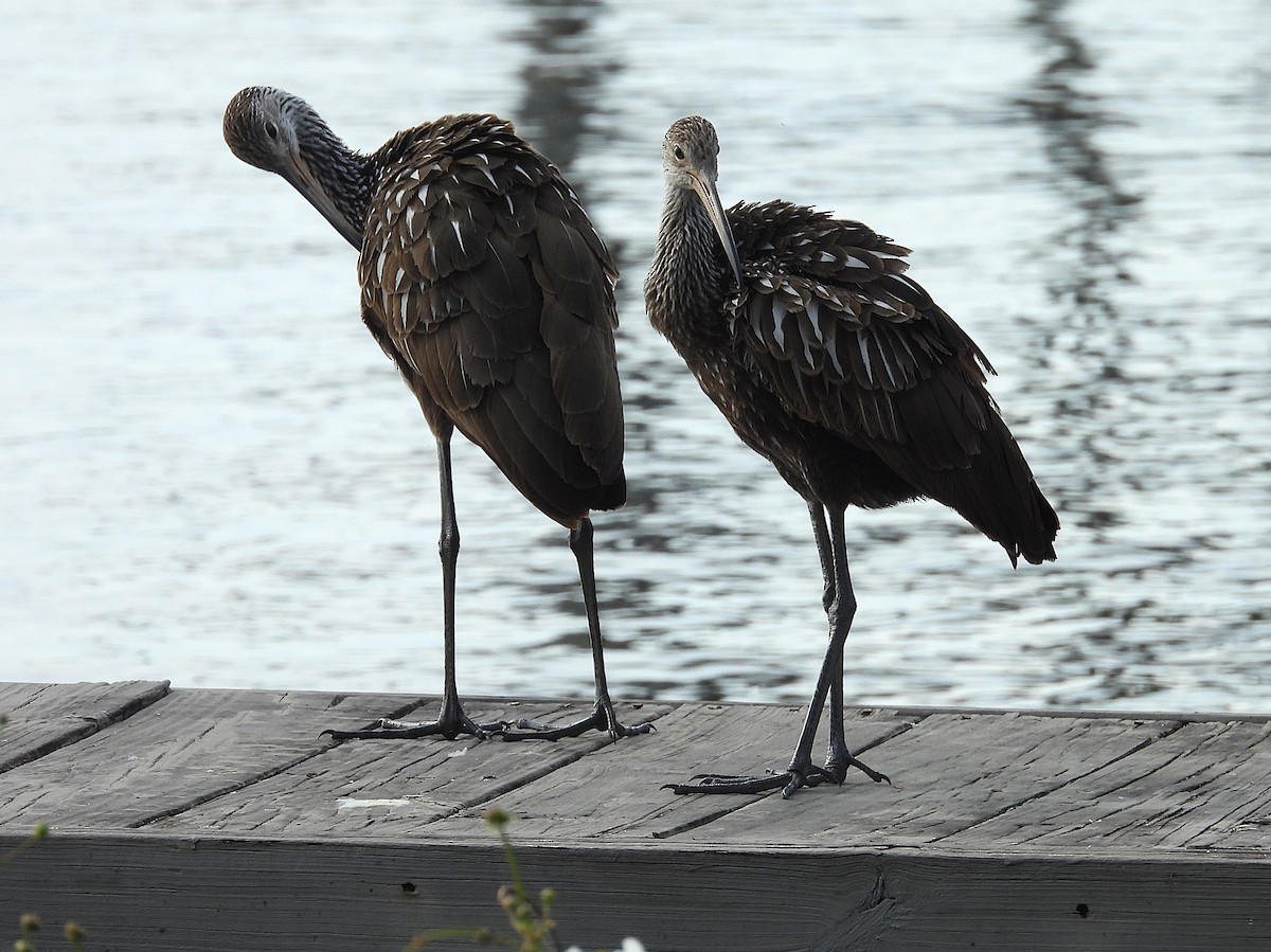 Limpkin - ML630977125