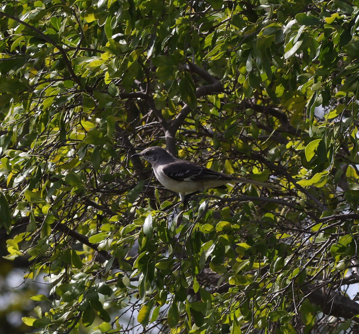 Northern Mockingbird - ML630977128