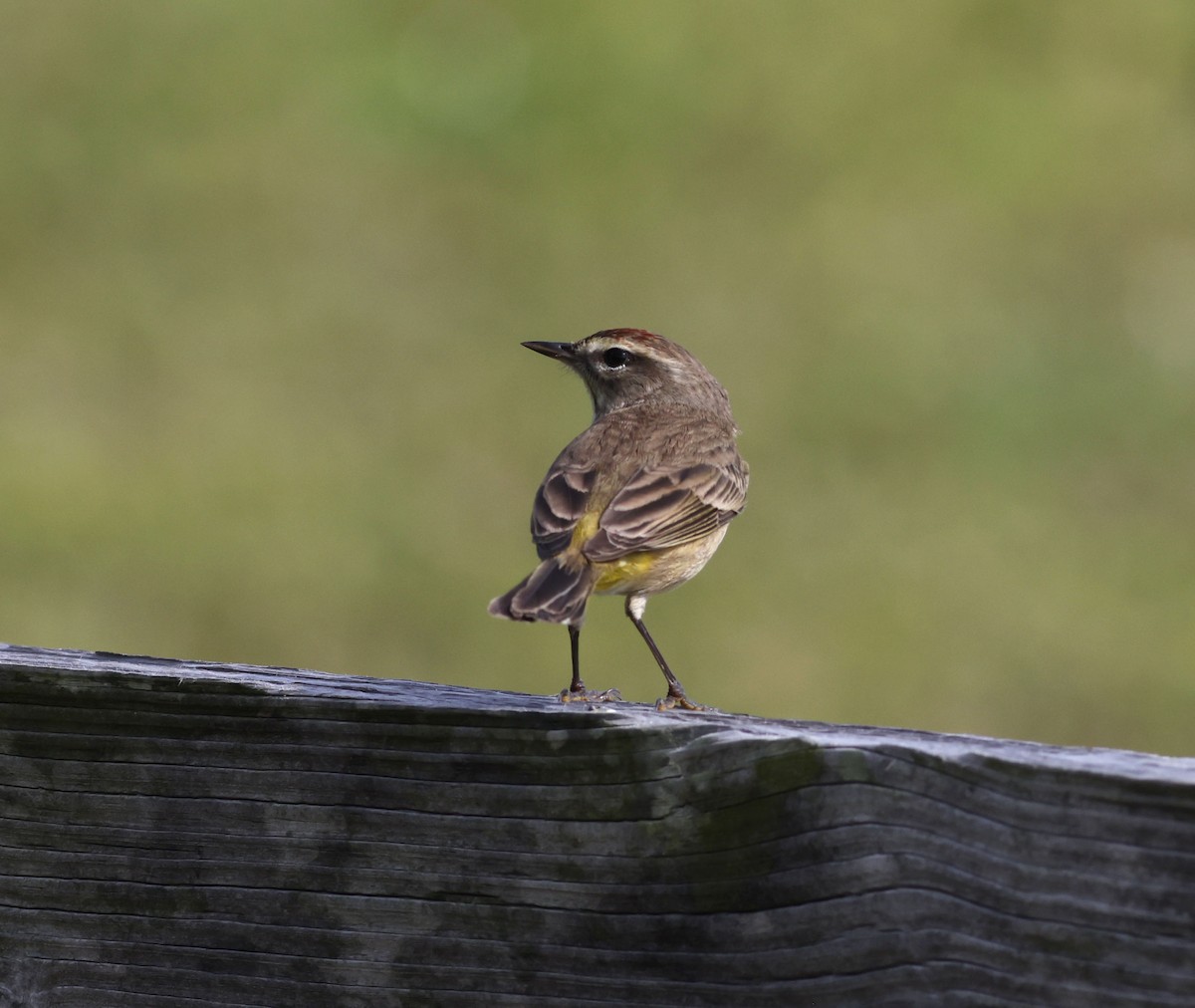 Palm Warbler - ML630977143