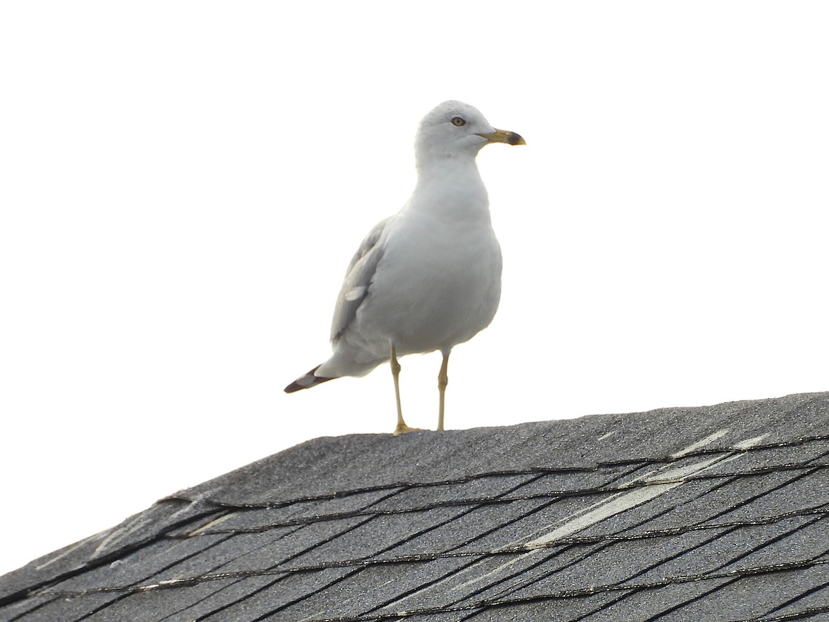 Ring-billed Gull - ML630977145