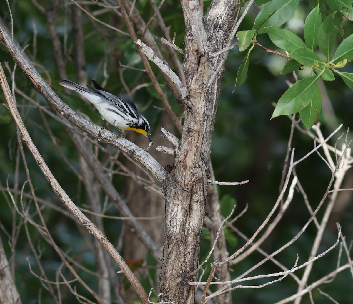 Yellow-throated Warbler - ML630977157