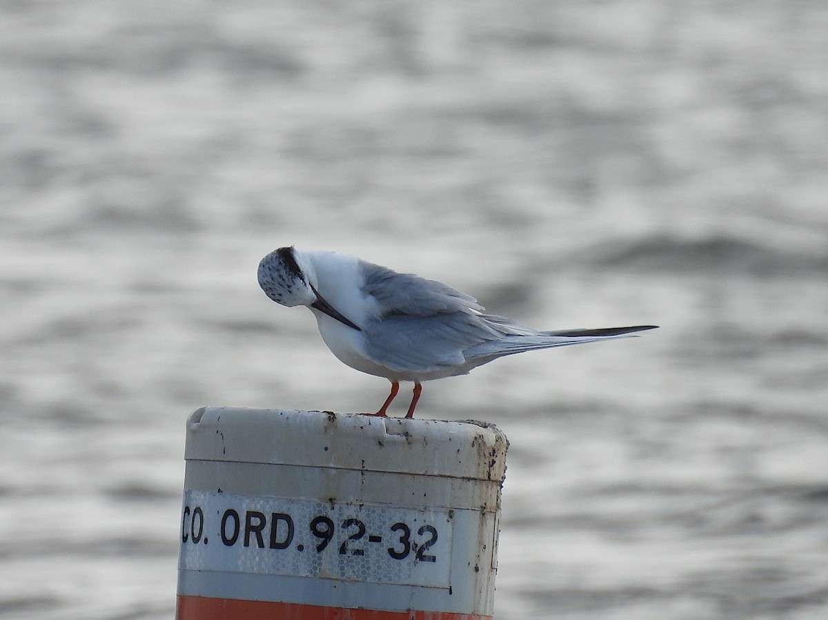 Forster's Tern - ML630977159