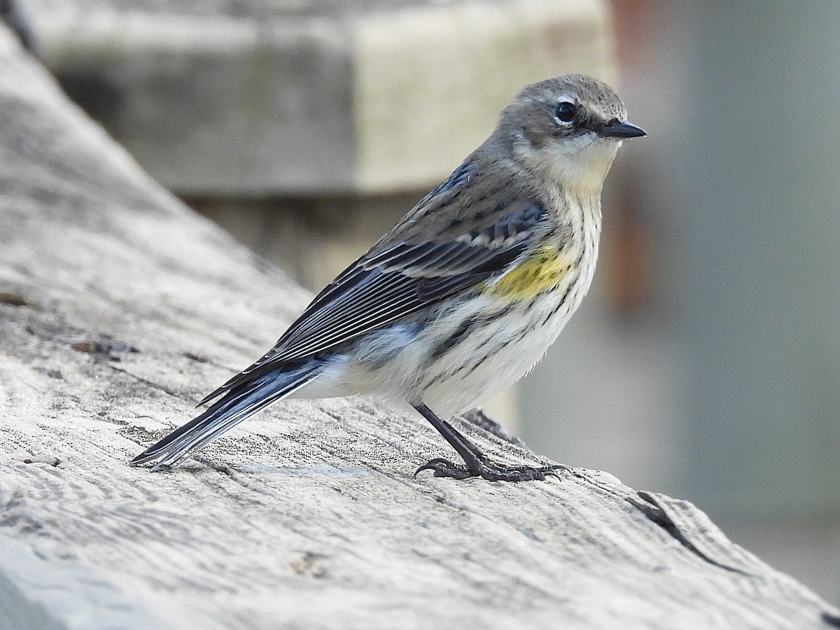 Yellow-rumped Warbler (Myrtle) - ML630977177
