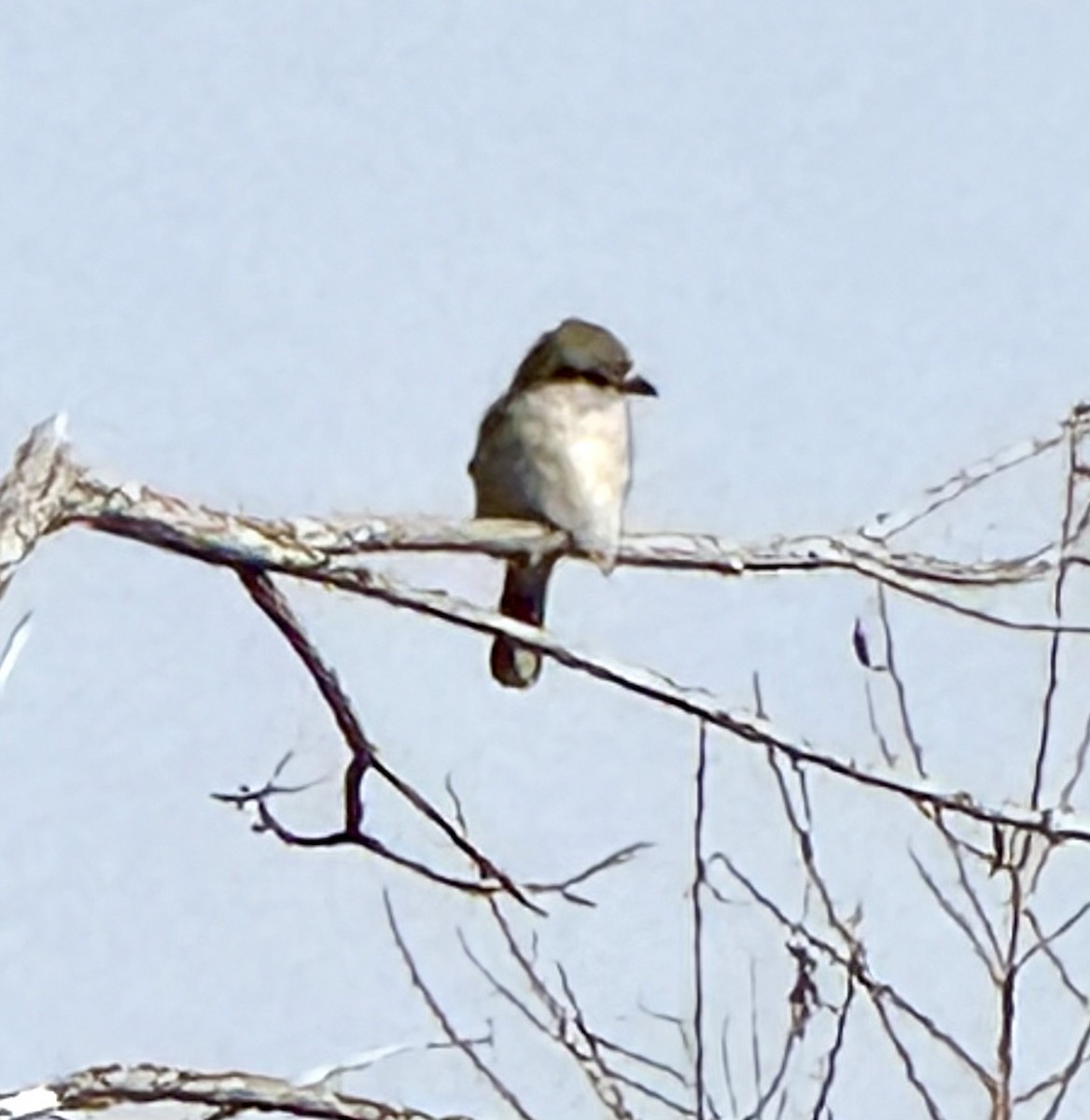 Northern Shrike - ML630977184