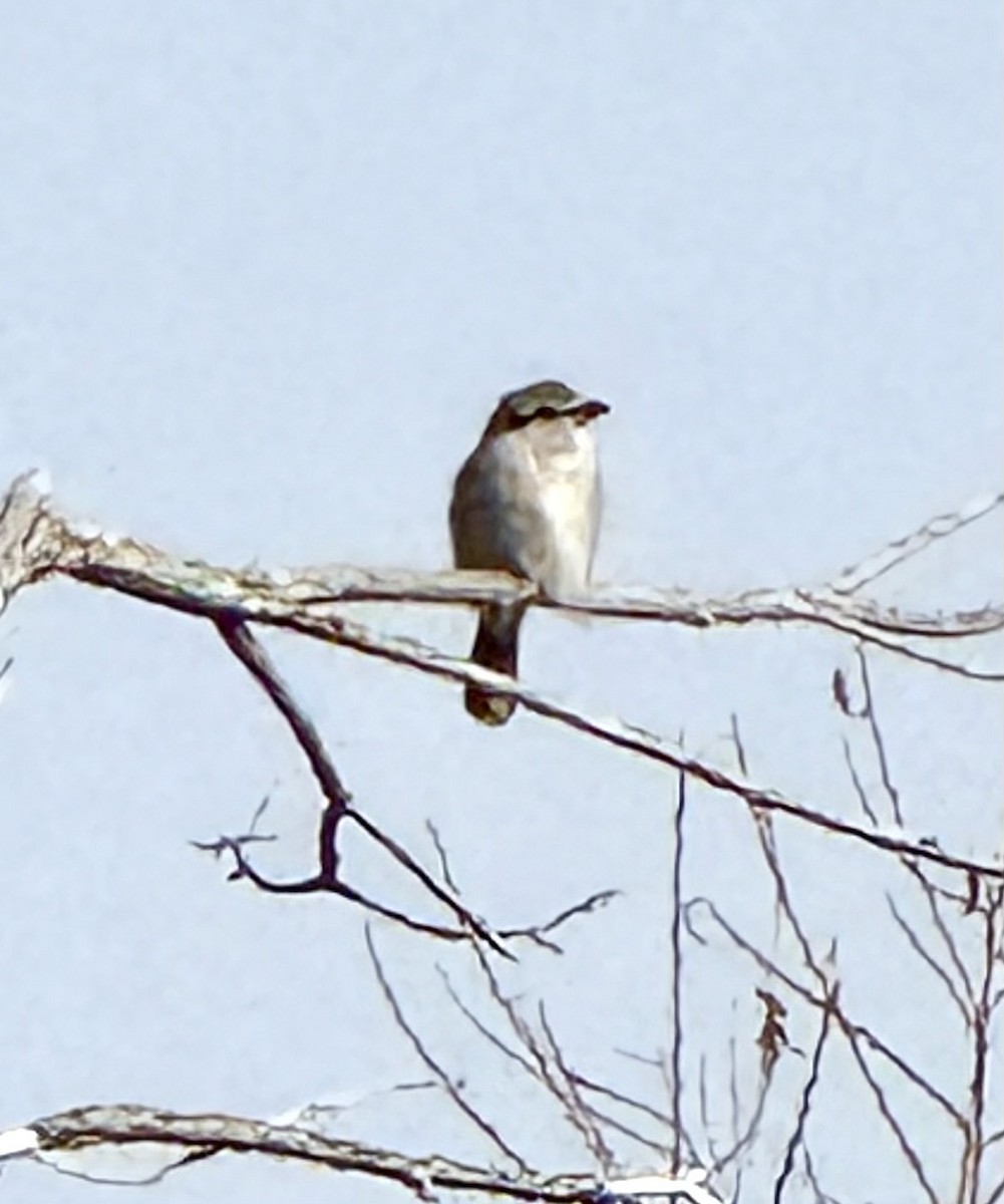 Northern Shrike - ML630977185