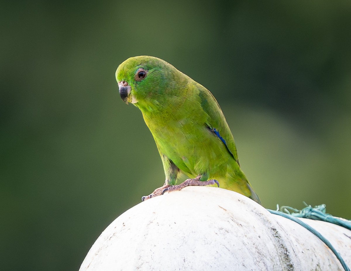 Dusky-billed Parrotlet - ML630977241