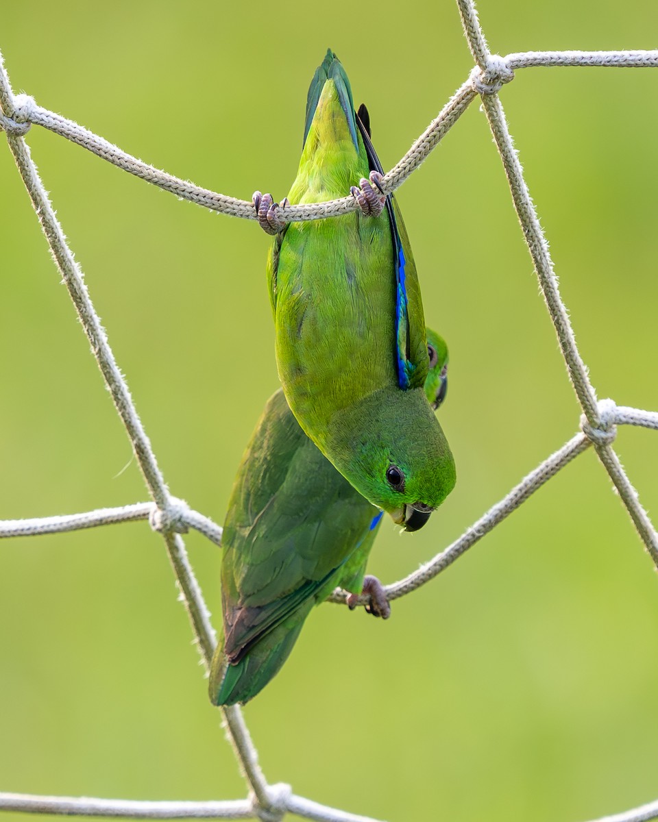 Dusky-billed Parrotlet - ML630977242