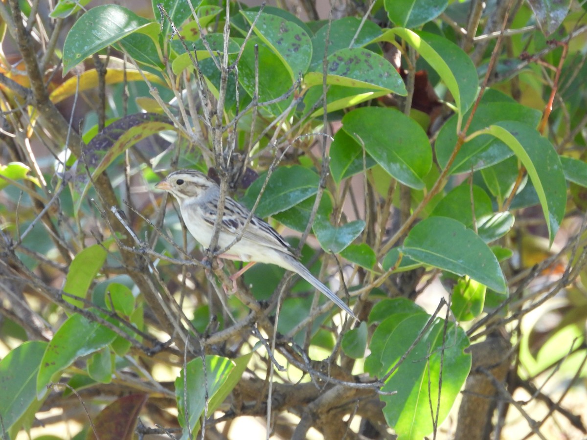 Clay-colored Sparrow - ML630977351