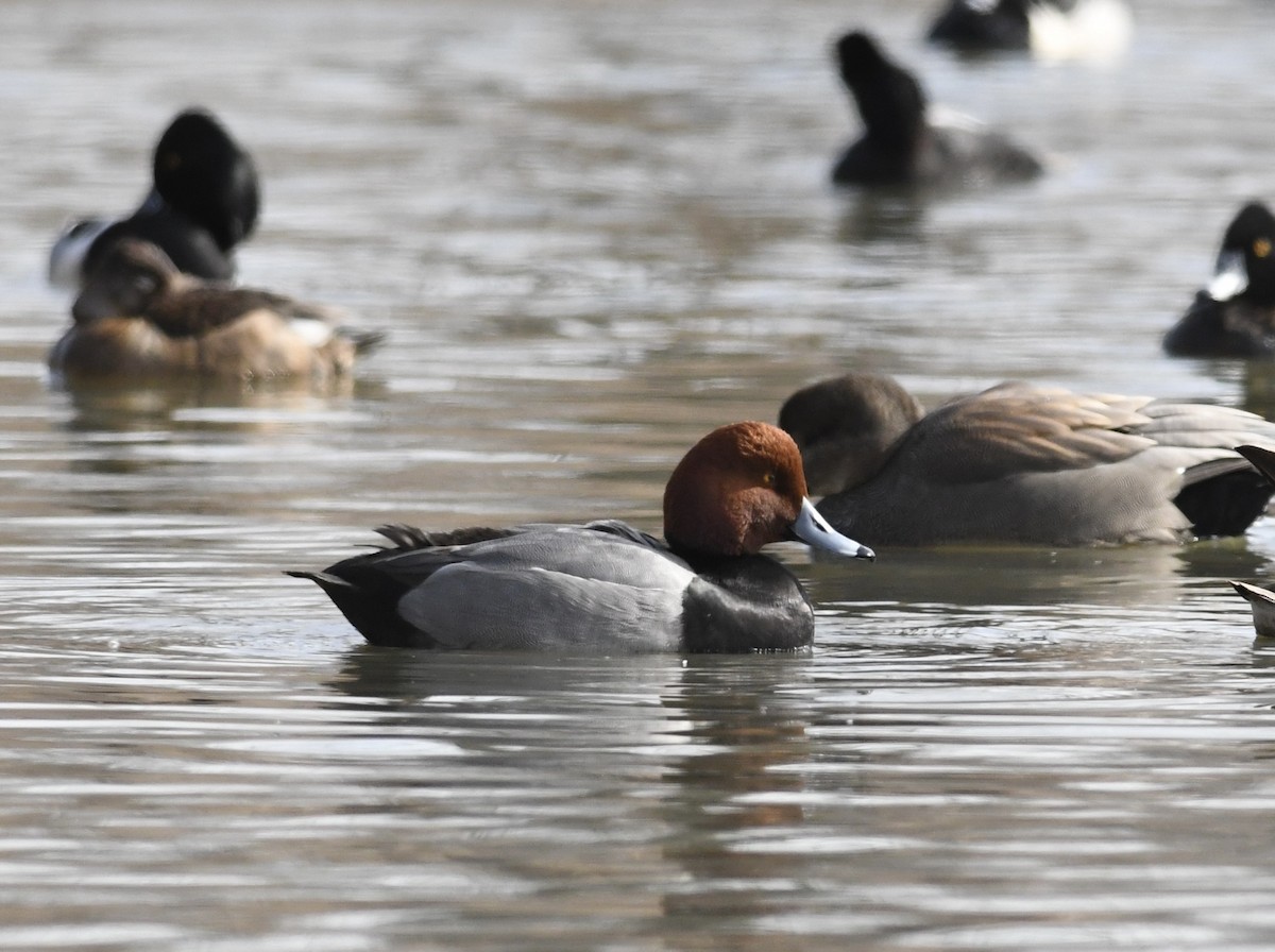 Redhead - ML630977380